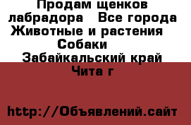 Продам щенков лабрадора - Все города Животные и растения » Собаки   . Забайкальский край,Чита г.